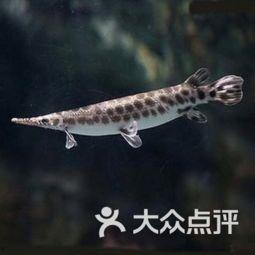 鳄雀鳝最新爆料图片高清,高清图片揭秘神秘生物真容