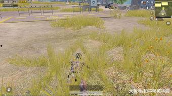 和平精英新军需最新爆料香桃花海,和平精英新春浪漫来袭